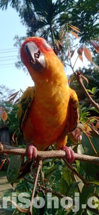 Sunkonur 6 Month Yellow dominant Very Good Quality (Urgent )
